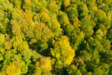 Arbres dans une for&ecirc;t ou un bois au d&eacute;but de l'automne