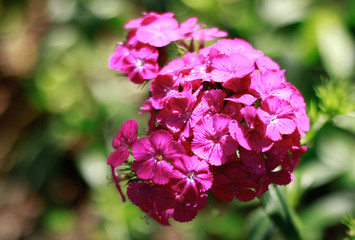 Beautiful Blooming Pink Flowers branch.