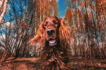 Friendly big brown dog in nature on sunny summer day