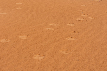 Fototapeta na wymiar A set of dromedary camels (Camelus dromedarius) footprints or tracks across the desert sand in the United Arab Emirates.