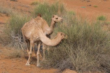 A pair of dromedary camels (Camelus dromedarius) walking and eating in the desert sand in the United Arab Emirates.