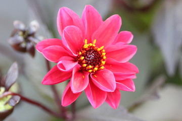 closeup of pink flower