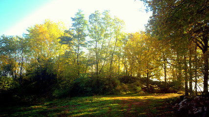 Fototapeta na wymiar Herbst wald Bäume