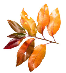 gałązka liście jesień kolory żółto czerwone - obrazy, fototapety, plakaty