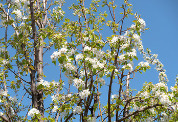 Fototapeta premium beautify spring flowers on tree