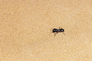 Giant Ant (Camponotus xerxes), a black night time creature, running along the sand dunes in the United Arab Emirates at night.
