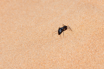 Giant Ant (Camponotus xerxes), a black night time creature, running along the sand dunes in the United Arab Emirates at night.