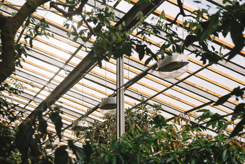 Cropped photo of roof in botanical garden. Under the roof special lamps with daylight ligth temperature. Special conditions for plants in orangery. Love to nature concept. Care about enviroment.