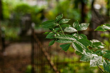 natural background with fragment of cemetery fence