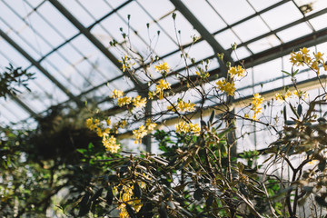 Branch with blossom yellow flowers of Trumpet tree. Tropical evergreen plants Tabebuia in glass house. Bignoniaceae family, ip&ecirc; and pau d'arco plant. Selective focus. Love to nature concept.