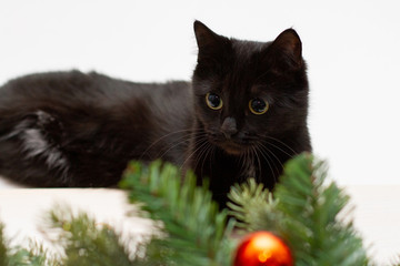 Surprised black cat with big eyes in a Christmas tree with toys 