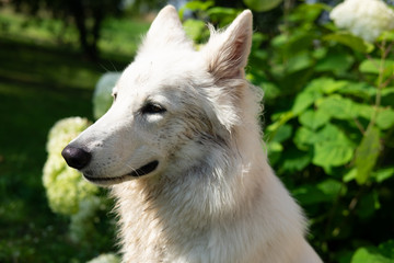 Muddy white swiss shepherd 