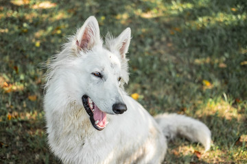 Obraz premium Happy smiling swiss shepherd 