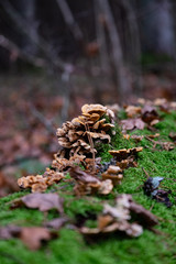 forest close-up