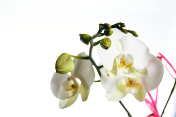 Orchid flower blossom isolated on the white background with copyspase for cards and design.
