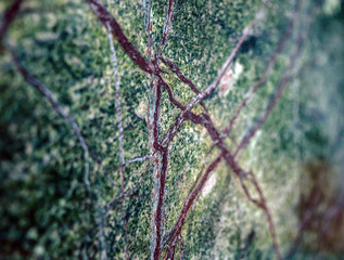 Green Abstract Marble Texture