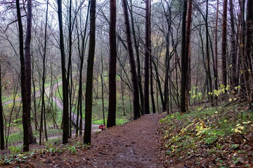 Obraz premium Orienteering track, direction sign in distance 