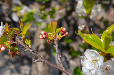 beautify spring flowers on tree