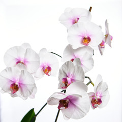 Fototapeta na wymiar Orchid flower blossom isolated on the white background with copyspase for cards and design.