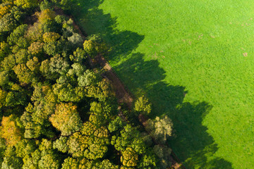 Naklejka premium Un chemin traversant des arbres dans une forêt ou un bois et des champs au début de l'automne