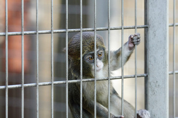 上野動物園の猿（Brothera Guenon, Brother Monkey）