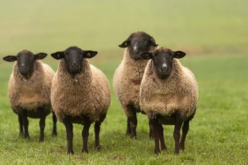 Fotobehang een groep schapen op een weiland staat naast elkaar en kijkt in de camera © Karoline Thalhofer