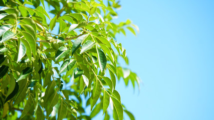 青々とした木の葉