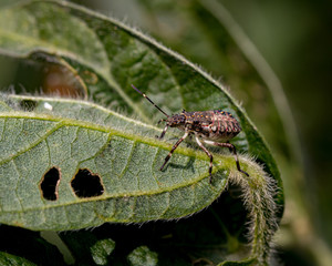 Closeup of Brown Marmorated Stink Bug, at fourth Instar nymphal stage, in farm field on soybean plant which has leaf with holes from insect damage