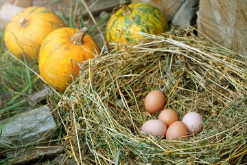 Nest with chicken eggs behind the pumpkins