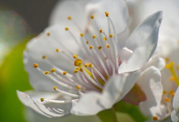 Fototapeta na wymiar spring cherry flower macro close up