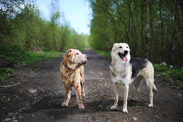 Dogs walking on country road in spring forest