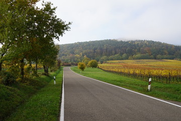 Unbefahrene Landstrasse in einer Weinberggegend