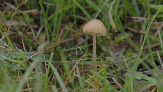 Mycena acicula, commonly known as the orange bonnet, or the coral spring Mycena
