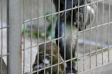 上野動物園の猿（Brothera Guenon, Brother Monkey）