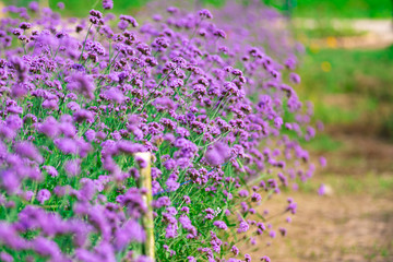 Obraz na płótnie Canvas Beautiful purple verbena flowers blooming in the garden.