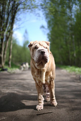 Chinese Shar Pei stands on countryside road
