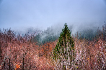 Trees lost in fog in autumn in mountains, Slovakia Mala Fatra
