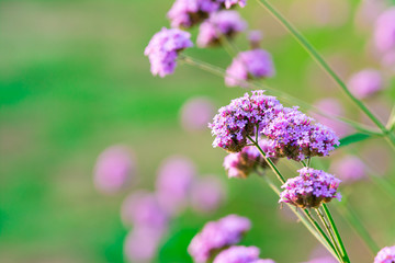 Beautiful purple verbena flowers blooming in the garden.