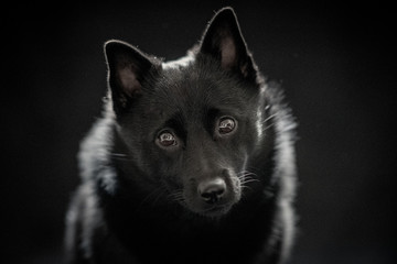 black dog against black background