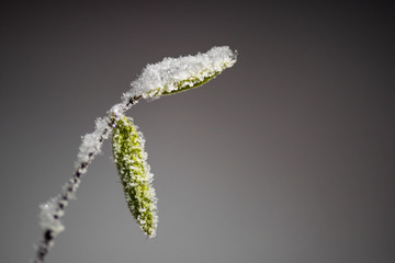 flower on green background