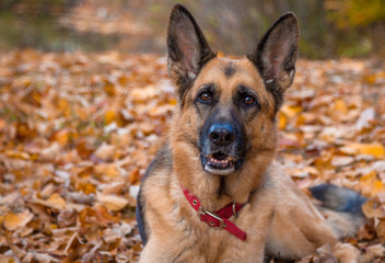 German Shepherdin Fall Leaves Closeup 2