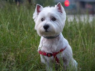 Super cute West highland white terrier on grass near river