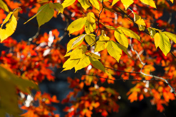 Yellow Leaves against a background of red maple leaves