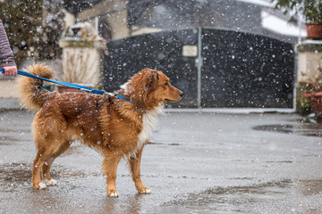 Woman with dog is walking in winter on a snowy street
