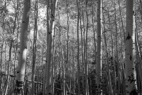 Black and white landscape of aspen tree forest at Lockett Meadow near Flagstaff, Arizona