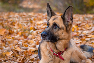 German Shepherd in Fall Leaves Closeup