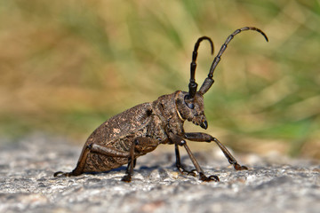 Beetle on concrete road