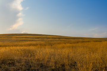 Beautiful natural landscape in the summer time