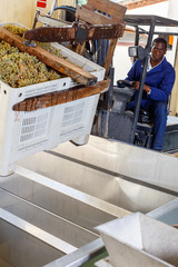 African American male worker controlling process of unloading grapes with forklift