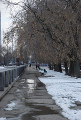 melting snow on the road and old leafless tree in winter at the city park